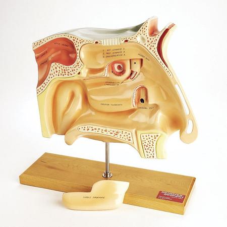 DENOYER-GEPPERT Anatomical Model, Human Sinuses Model 0950-00